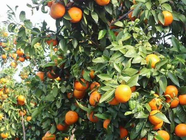青皮桔油、橙皮--原油精簡介